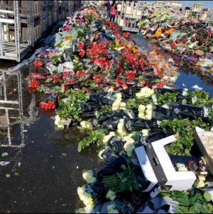 Read more about the article Covid-19: Bursa de flori din Olanda s-a prăbușit.