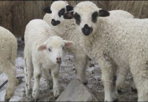 Read more about the article Românii care merg la crescători după miei nu vor fi amendați. Ciobanii nu au voie cu mieii vii în piețe