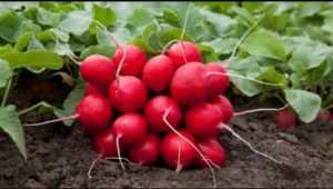 Read more about the article Beneficiile extraordinare ale ridichilor pentru organism