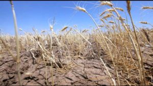 Read more about the article Seceta face ravagii în sudul țării