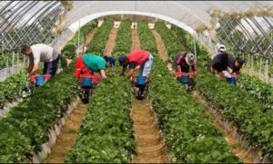 Read more about the article Nemţii caută cu disperare forță de muncă pentru agricultură