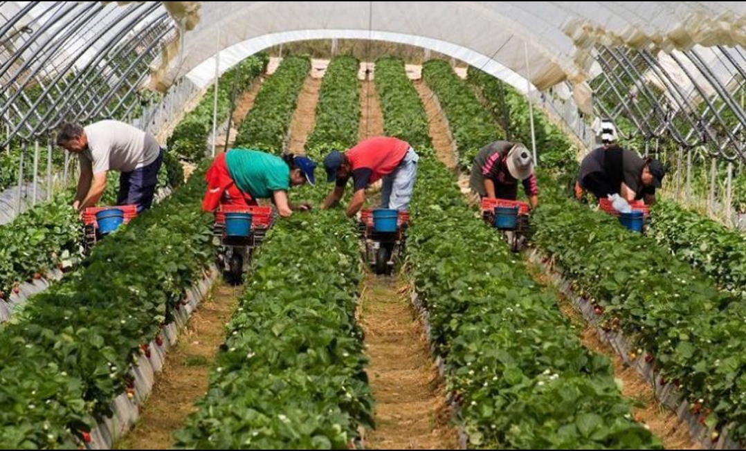 You are currently viewing Nemţii caută cu disperare forță de muncă pentru agricultură