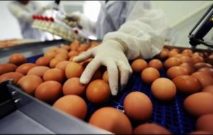 Read more about the article Crescătorii de păsări: Vânzările de ouă, în scădere cu 30% în perioada Paștelui. Preţul la poarta fermei, cel mai mic din UE