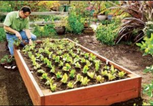 Read more about the article Atenție! Românii cu grădină sau livadă la țară nu se pot deplasa, numai producătorii!