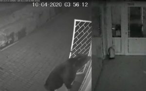 Read more about the article Ursul din stațiunea de interes național Padina-Peștera nu ține cont de starea de urgență