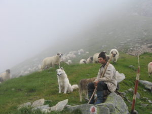 Read more about the article Un cioban a fost legat de un copac de cei care i-au furat opt miei de la stână