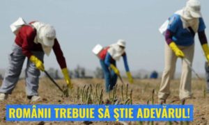 Read more about the article PSD DÂMBOVIȚA: Vom vota pentru înființarea Comisiei comune de anchetă a Parlamentului pentru Operațiunea Sparanghelul
