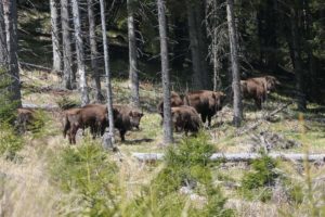 Read more about the article Au apărut primele imagini cu cei 8 zimbri eliberaţi în Munţii Făgăraş