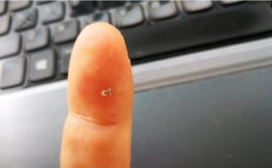 Read more about the article ÎN TÂRGOVIȘTE, A APĂRUT, DIN NOU, „TIGRUL DE PLATAN”! PRIMĂRIA VA FACE DEZINSECȚIE!