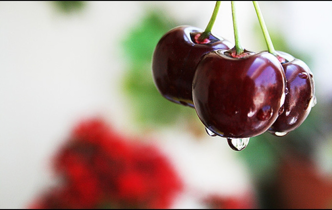 You are currently viewing Cireșele românești, distruse de grindina din ultimele zile