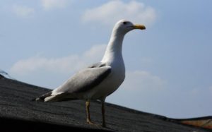 Read more about the article Au apărut pescărușii în Târgoviște!