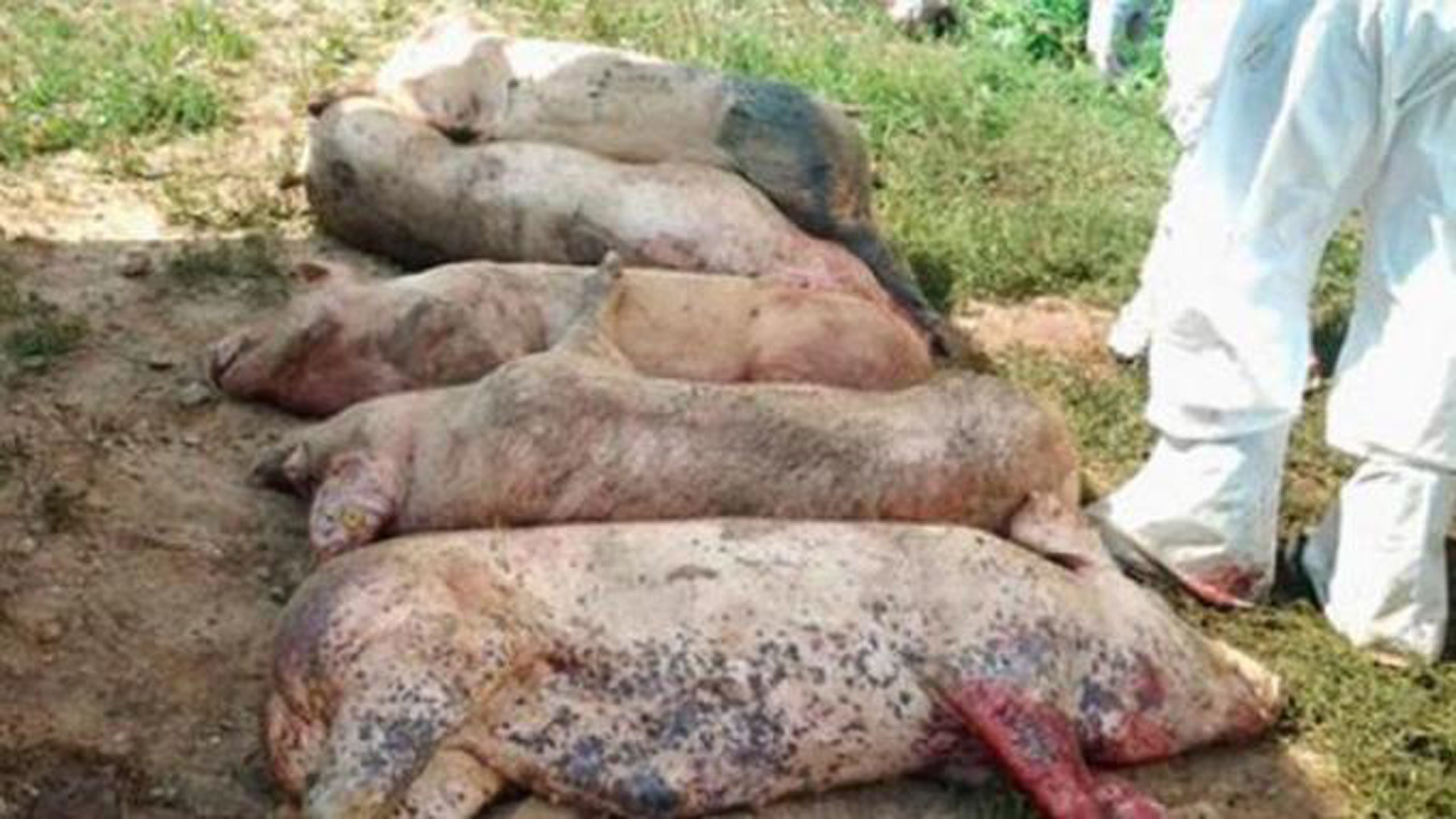 You are currently viewing Alertă! Pestă porcină africană în Pucioasa, Pietroșița și Crevedia!