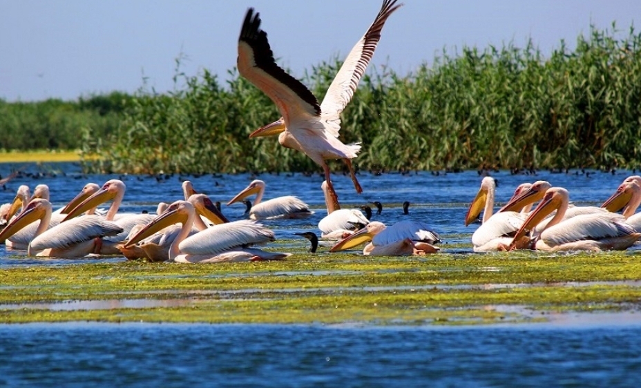 You are currently viewing ÎN MINIVACANȚA DE RUSALII CEL PUȚIN 80% DINTRE PENSIUNILE AFLATE ÎN DELTA DUNĂRII SUNT OCUPATE!