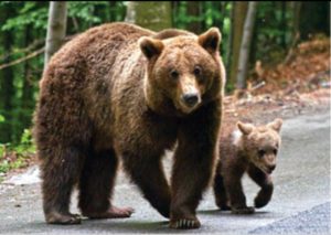 Read more about the article Numeroși urşi îndepărtaţi de pe Valea Prahovei. Jandarmii avertizează asupra pericolului