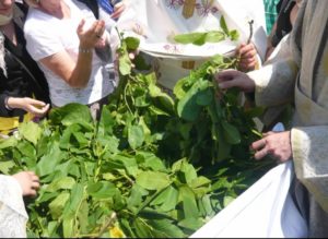 Read more about the article Ramurile de tei și nuc de la Rusalii – ce semnifică și ce facem cu ele după ce se usucă?