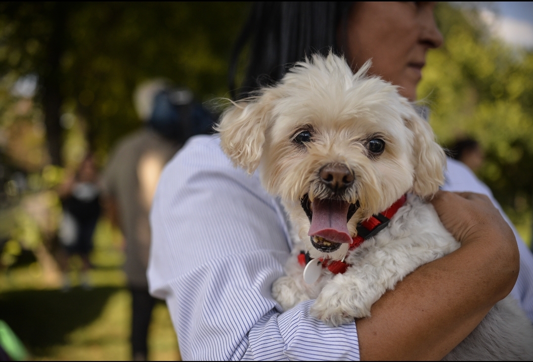 You are currently viewing Poliţia animalelor ar putea fi înființată în cadrul Ministerul Afacerilor Interne