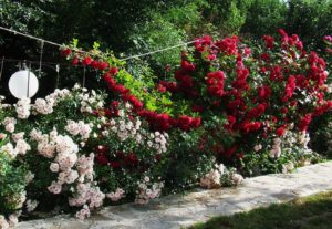 Read more about the article Cum să ai trandafiri frumoși toată vara?