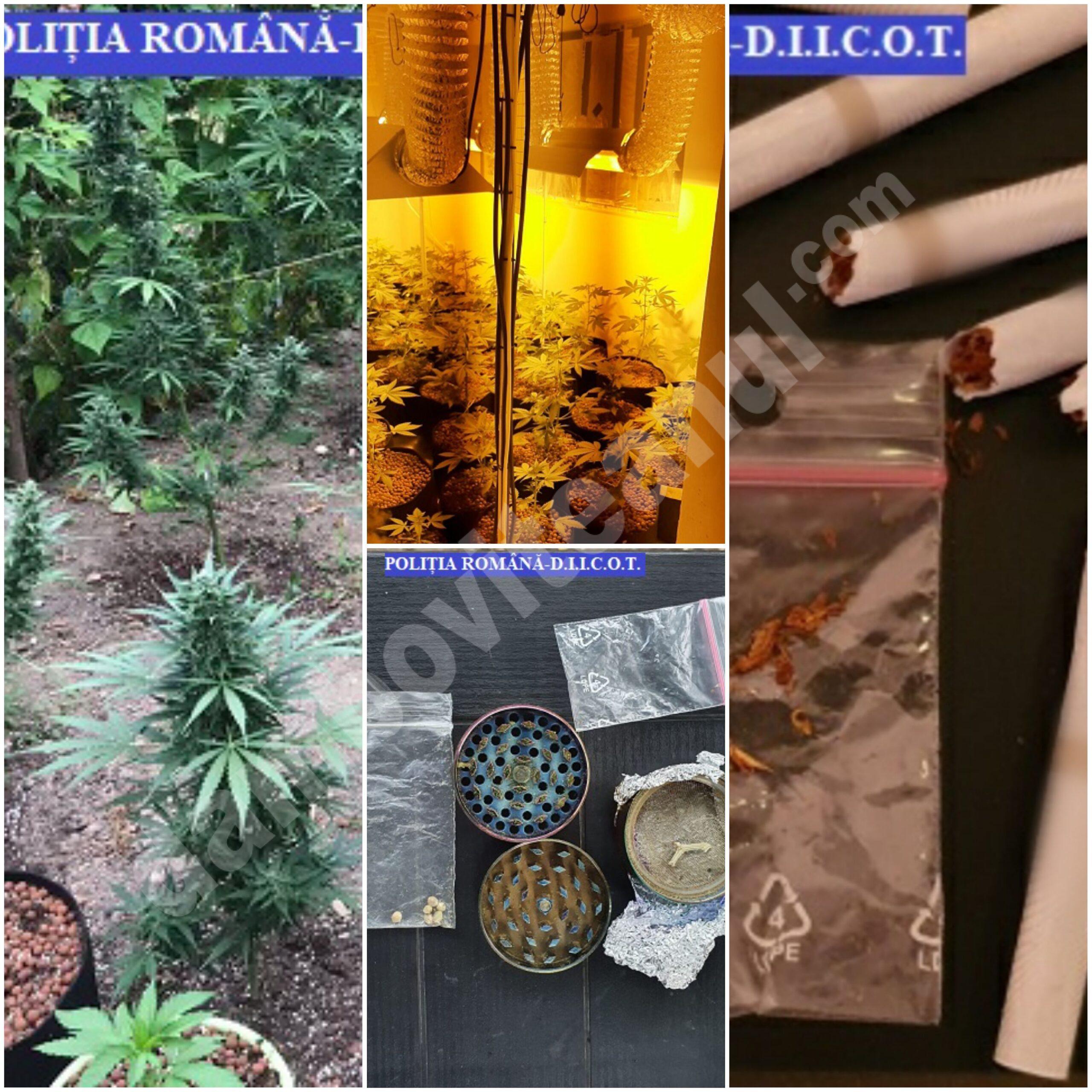 You are currently viewing Percheziții domiciliare pe raza județelor Dâmbovița și Ilfov, la persoane bănuite de trafic de droguri de risc și deținere de droguri de risc în vederea consumului propriu