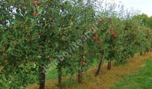 Read more about the article PRIMĂRIA VOINEȘTI AVERTIZEAZĂ POMICULTORII ASUPRA APARIȚIEI DĂUNĂTORILOR LA MĂR, PRUN ȘI PĂR. VEZI RECOMANDĂRILE!