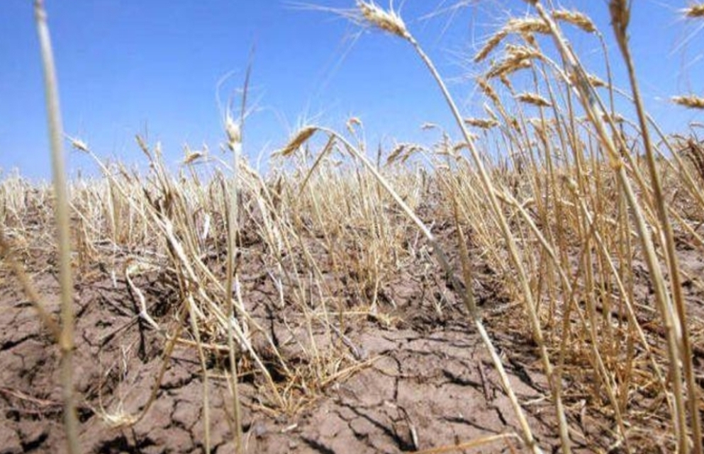 You are currently viewing SE POT DEPUNE LA APIA CERERILE PENTRU DESPĂGUBIRILE CAUZATE DE SECETĂ!  UNELE PLĂȚI AJUNG LA PESTE 1000 LEI/HECTAR!