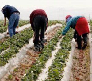 Read more about the article Zeci de muncitori români depistați pozitiv cu Covid-19, la o fermă din Marea Britanie