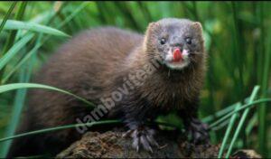 Read more about the article Autoritățile spaniole au decis sacrificarea a aproape o sută de mii de nurci, testate pozitiv cu coronavirus