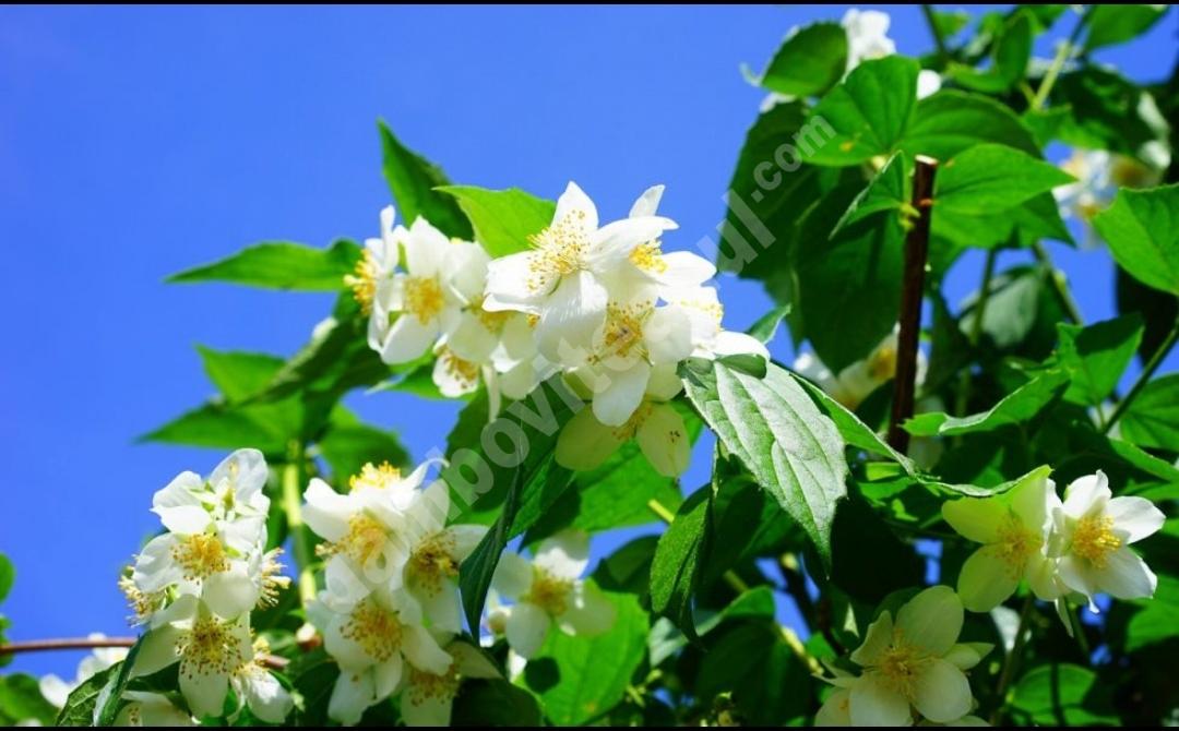 You are currently viewing Plante care vor aduce energie pozitivă în casa ta