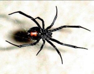 Read more about the article Româncă din Italia a decedat după ce a fost mușcată de un păianjen