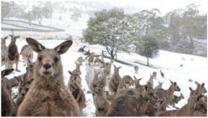 Read more about the article A nins în Australia!