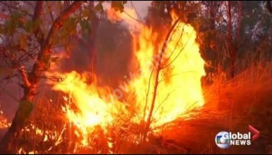 You are currently viewing Incendiile din Amazonia provoacă numeroase probleme de sănătate locuitorilor