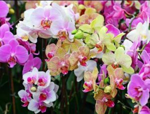 Read more about the article SFATURI PENTRU ÎNGRIJIREA ORHIDEELOR