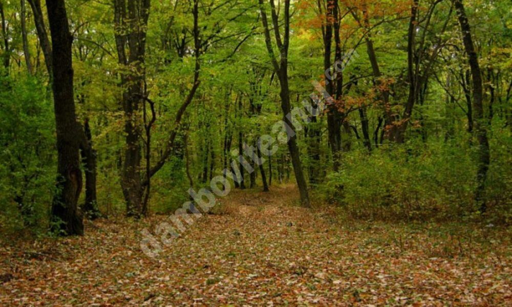 You are currently viewing Intervenție de urgență la Pietrari! O persoană aflată în pădure este rănită grav!