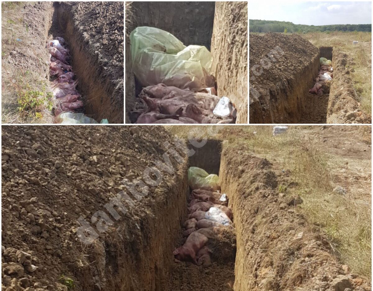 You are currently viewing Psd Dâmbovița: Zeci de porci au fost îngropați, astăzi, la Dărmănești, fără a se respecta vreo regulă! Primarii PNL pot face tot ceea vor!?