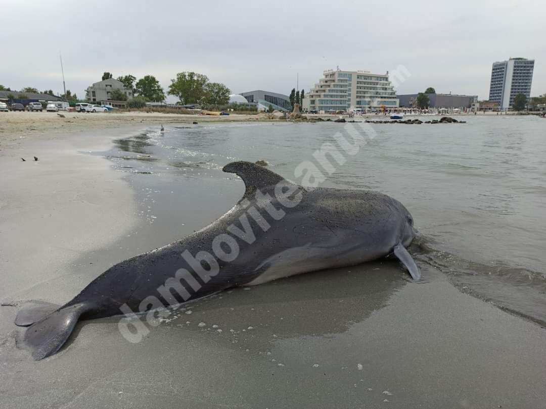 You are currently viewing Un delfin a fost găsit eșuat pe plaja din Mamaia