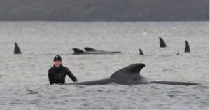 Read more about the article Autoritățile desfășoară ample operațiuni de salvare a balenelor-pilot eșuate în apele Tasmaniei