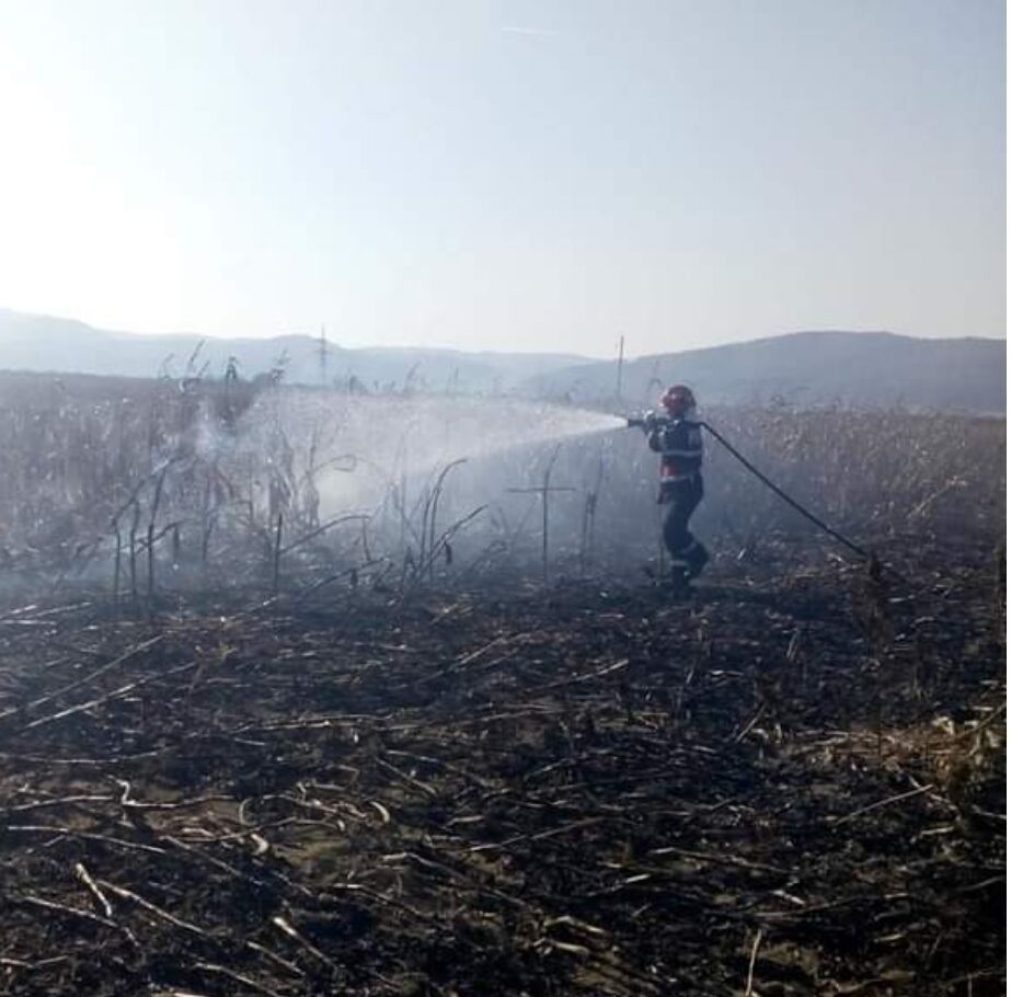 You are currently viewing Buzău: Peste 100 de hectare cu porumb au ars într-un incendiu stins după 12 ore