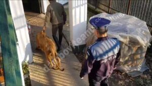 Read more about the article Șocant! Polițiștii au descoperit un leu, în cadrul unei menajerii din județul Dâmbovița