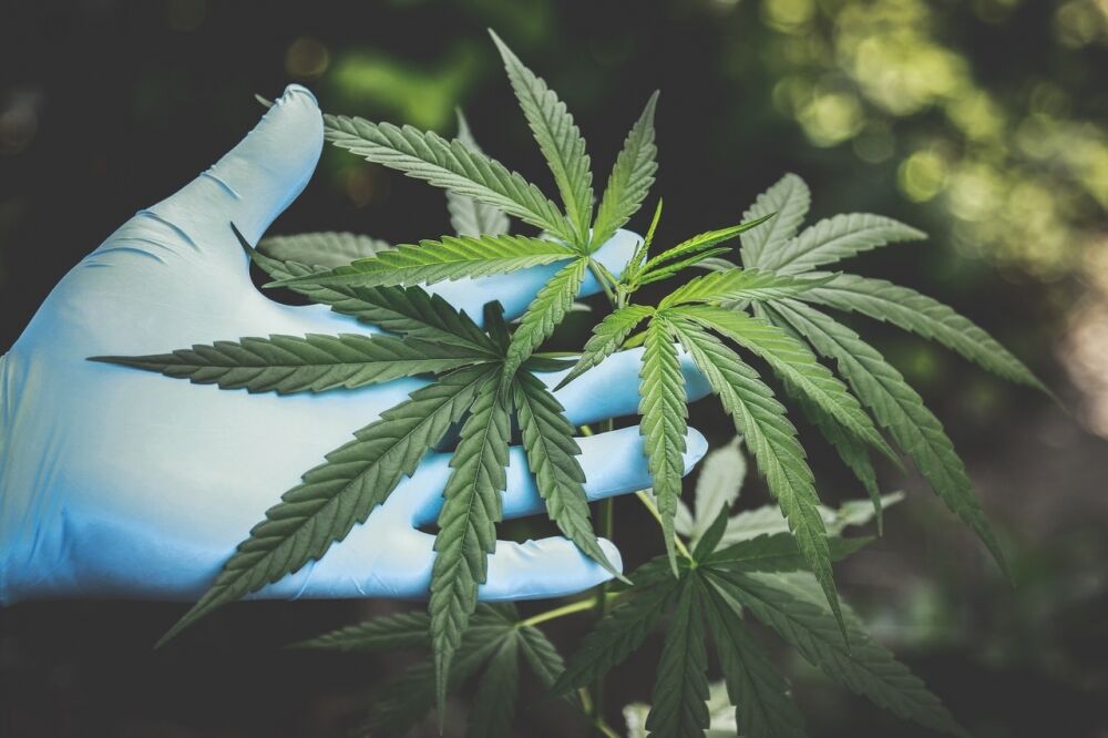 You are currently viewing Patru noi state americane au legalizat consumul canabisului