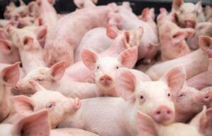 Read more about the article Direcția Sanitară Veterinară Dâmbovița recomandă cetățenilor să efectueze examenul trichineloscopic la toți porcii sacrificați pentru consumul propriu