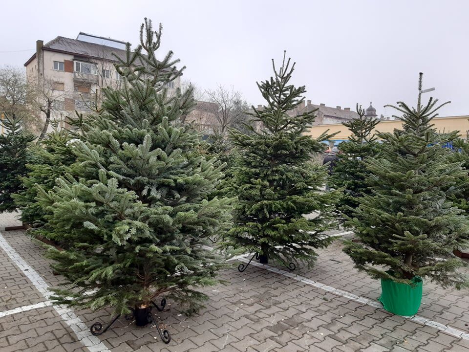 You are currently viewing Cum alegi bradul perfect pentru Crăciun?