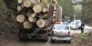 Read more about the article Acţiuni ale polițiștilor pentru prevenirea şi combaterea delictelor din domeniul prelucrării şi comercializării materialului lemnos