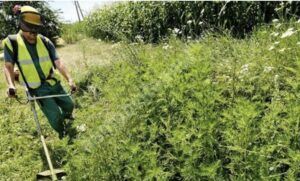 Read more about the article Obligații și recomandări adresate proprietarilor de terenuri, pentru eradicarea ambroziei