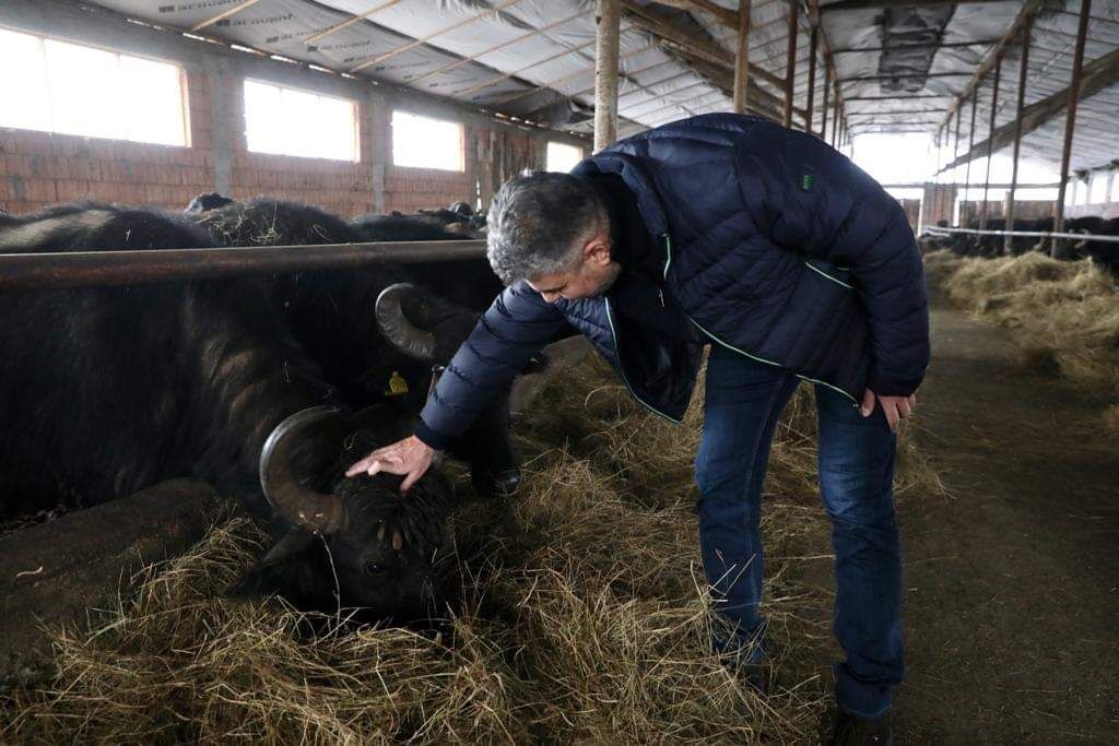 You are currently viewing Marcel Ciolacu, nou atac la Guvern, după o vizită la singura fermă de bivolițe din Făgăraș