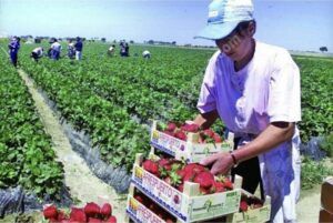Read more about the article 900 locuri de muncă în domeniul agricol (recoltare fructe) în Spania- firma SUREXPORT, prin intermediul Reţelei EURES ROMÂNIA
