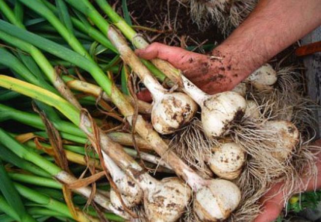 You are currently viewing Beneficiarii dâmbovițeni ai ajutorului de minimis pentru cultivarea usturoiului și-au primit banii