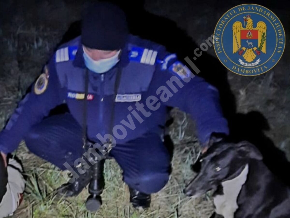 You are currently viewing Un tânăr de 17 ani prins de jandarmii dâmbovițeni la vânat de iepuri