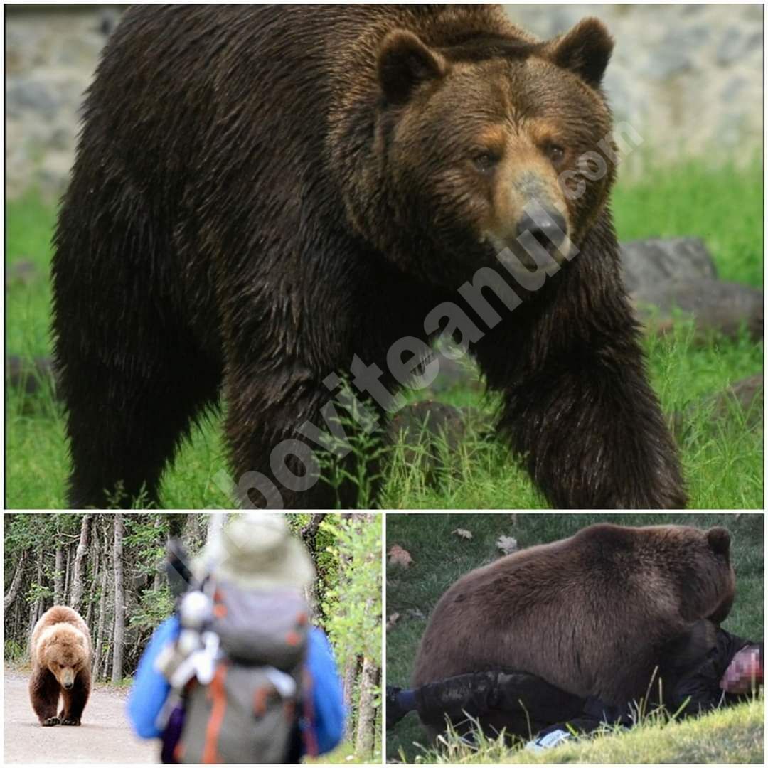 You are currently viewing Apel făcut de Ionel Petre: Să lăsăm ipocrizia și să cerem celor abilitați să prioritizeze problema urșilor