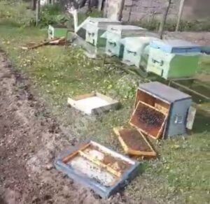 Read more about the article Alertă în localitatea Valea Caselor! Un urs a devastat o gospodărie!
