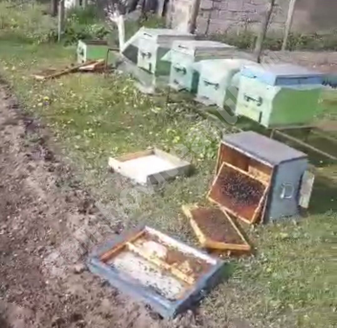 You are currently viewing Alertă în localitatea Valea Caselor! Un urs a devastat o gospodărie!