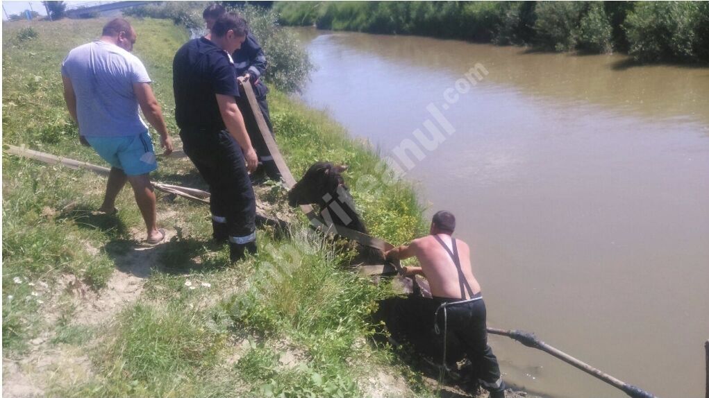 You are currently viewing Un cal rămas blocat în pârâul Potocelu din Ludești, salvat de pompieri!